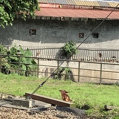 Nycticorax nycticorax