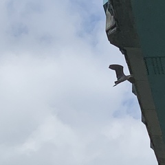 Nycticorax nycticorax