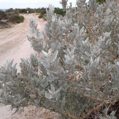 Atriplex cinerea
