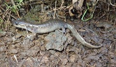 Ambystoma macrodactylum macrodactylum