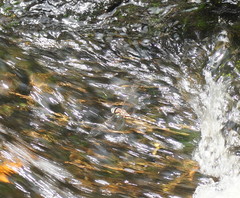 Notoaeschna sagittata