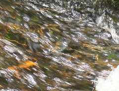 Notoaeschna sagittata