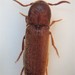 Nematodes False Click Beetles - Photo (c) Stephen Thorpe, some rights reserved (CC BY-NC), uploaded by Stephen Thorpe