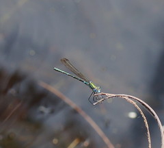 Austrolestes cingulatus