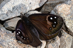 Percnodaimon merula