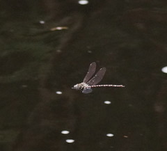 Austroaeschna unicornis