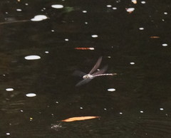 Austroaeschna unicornis