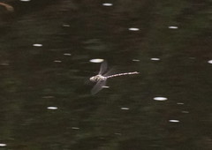 Austroaeschna unicornis