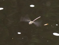 Austroaeschna unicornis