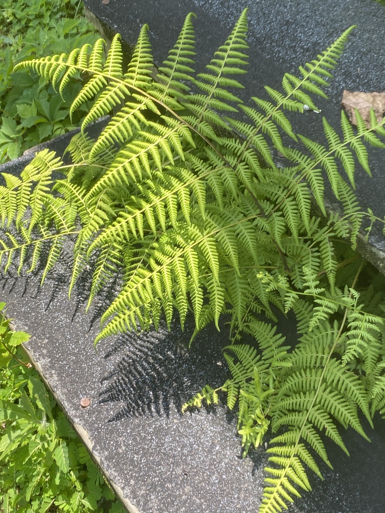 Mariana Maiden Fern from Eufaula National Wildlife Refuge, Omaha, GA