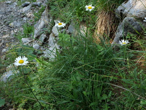 Image of Alpine Oxeye Daisy (Leucanthemum adustum) by (c) Wolfgang Jauch, some rights reserved (CC BY)