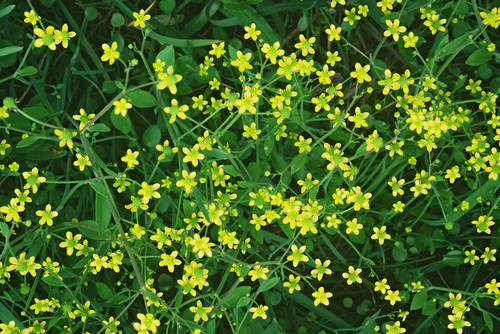 Adder's-tongue Spearwort