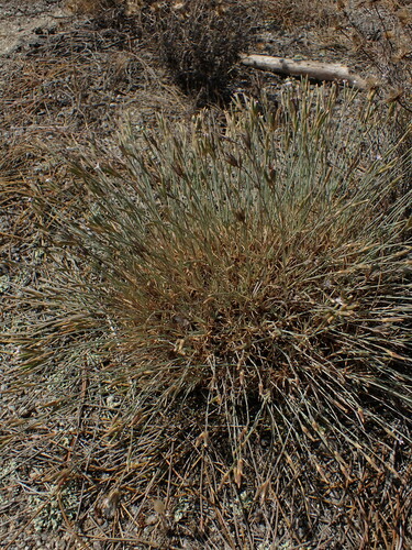 Image of Dianthus pyrenaicus by no rights reserved