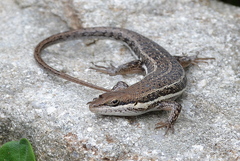 Trachylepis damarana