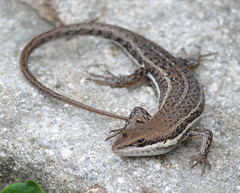 Trachylepis damarana