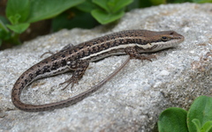 Trachylepis damarana