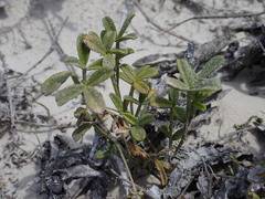 Psoralea repens