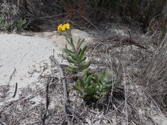 Senecio arniciflorus