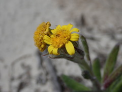 Senecio arniciflorus