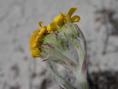 Senecio arniciflorus
