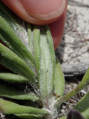 Senecio arniciflorus
