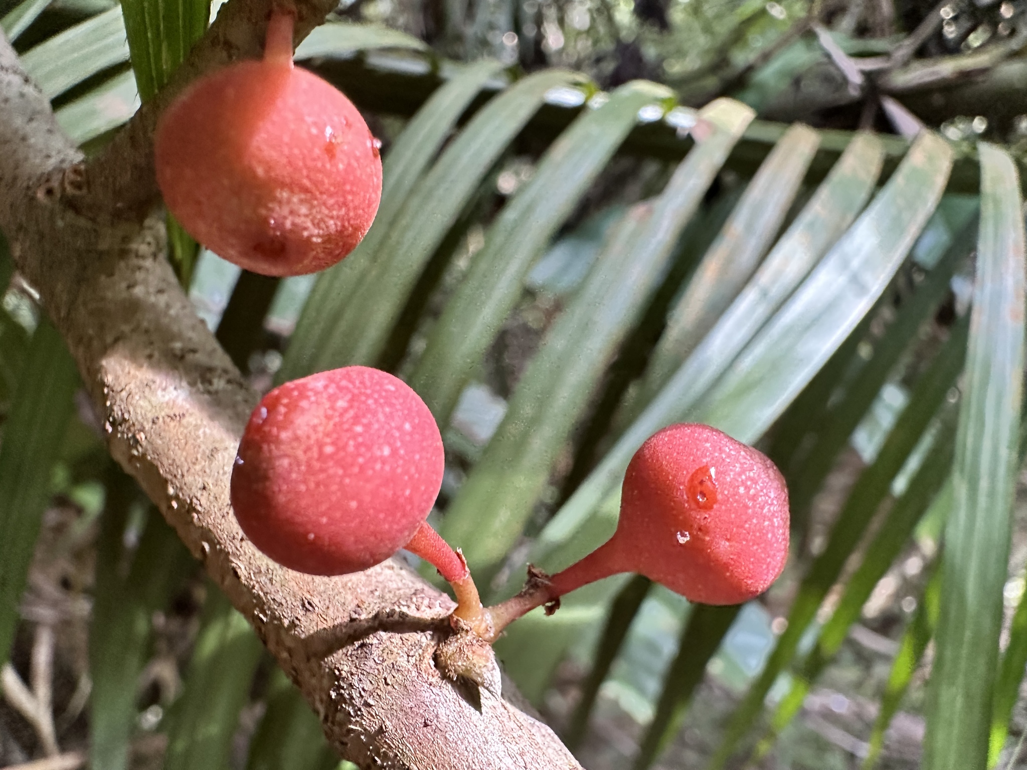 Imagem de Jiboia-falsa