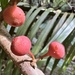 Ficus sagittata - Photo (c) scallions, algunos derechos reservados (CC BY), subido por scallions