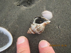 Austrofusus glans