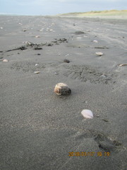 Austrofusus glans