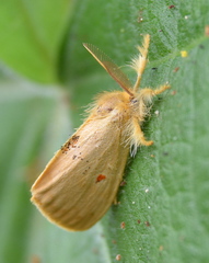 Euproctis bicolor
