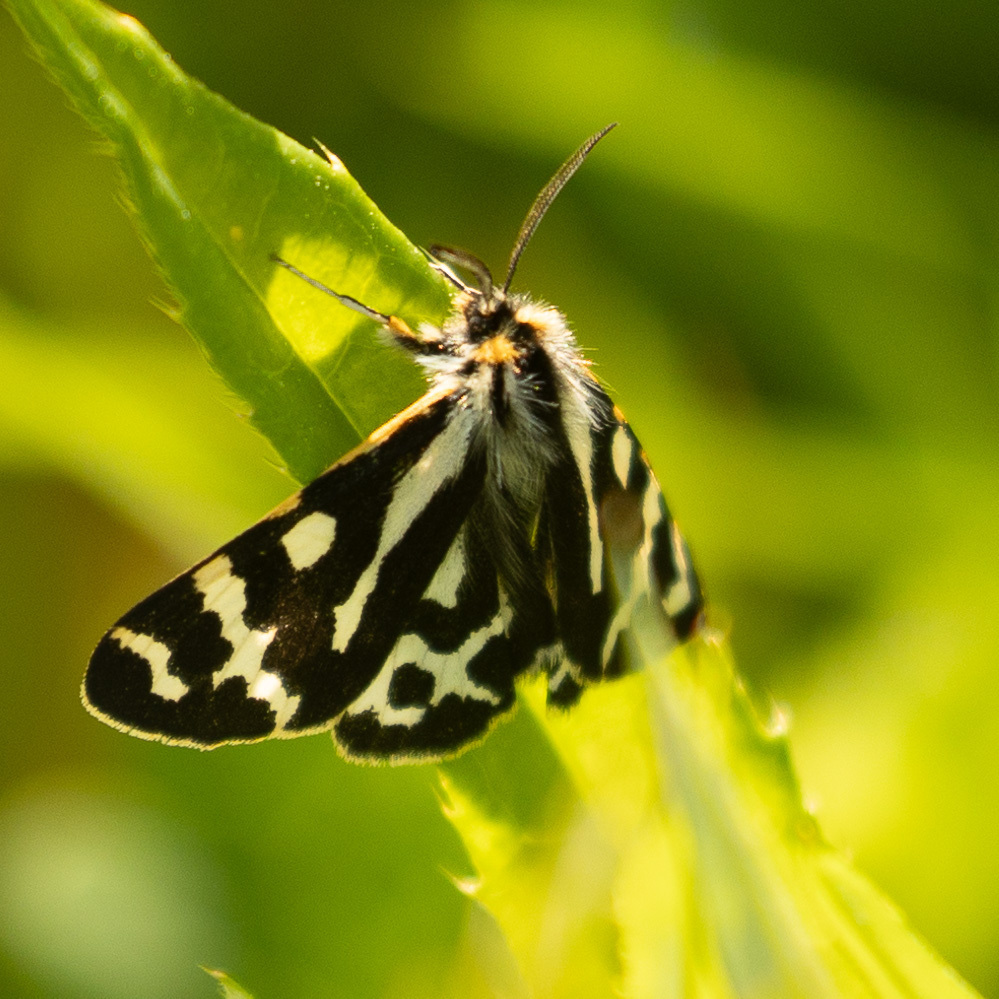 Wood Tiger from Tulppio, Savukoski, Suomi on June 25, 2023 at 1229 PM