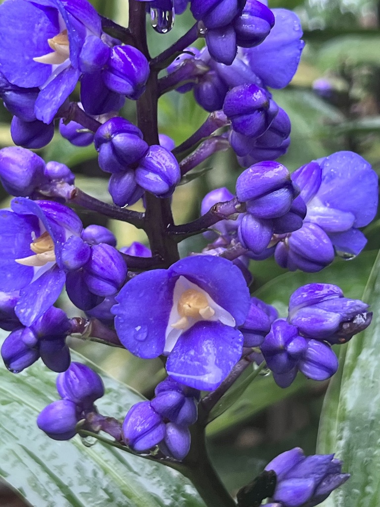 Dichorisandra thyrsiflora, Calle Manco Capác, Departamento de San Martín, PE