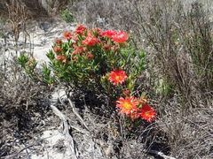 Lampranthus fergusoniae