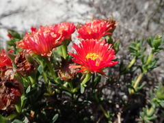 Lampranthus fergusoniae