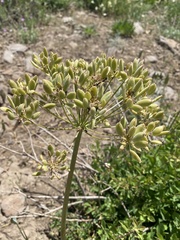 Lomatium multifidum