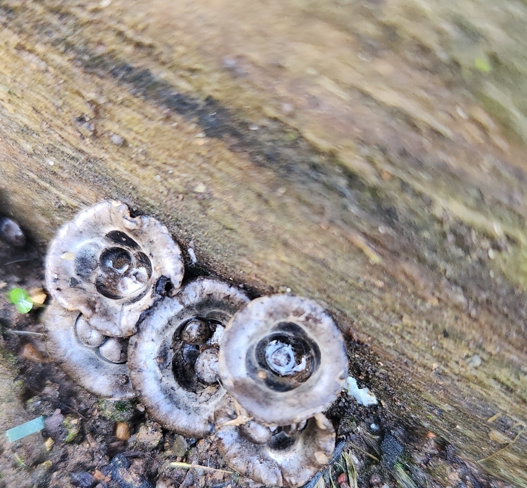 Cyathus olla · July 2023 · photo: © laflorifunga_ (iNaturalist, cc-by)