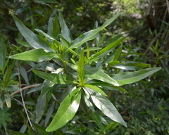 Pavetta lanceolata