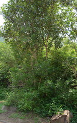 Pavetta lanceolata