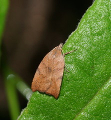 Tortricopsis euryphanella