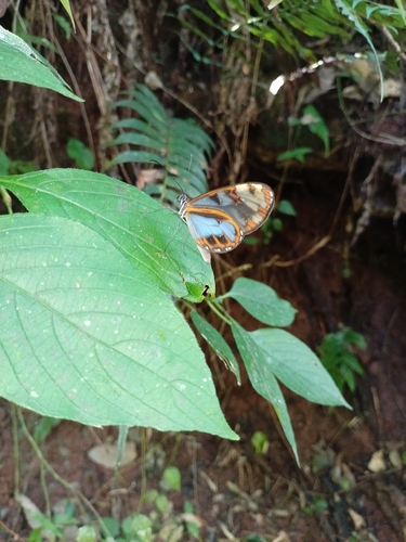 Oleria deronda