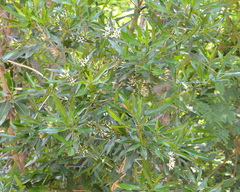 Pavetta lanceolata