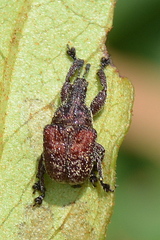 Scotopsinus bituberculatipennis