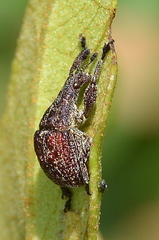 Scotopsinus bituberculatipennis