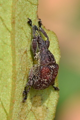 Scotopsinus bituberculatipennis