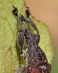 Scotopsinus bituberculatipennis