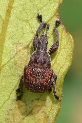 Scotopsinus bituberculatipennis