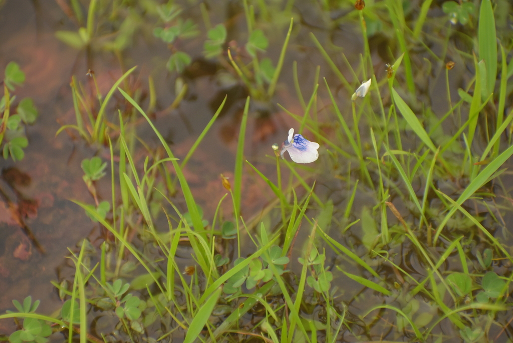 Utricularia lazulina P.Taylor 4