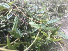 Rubus schmidelioides schmidelioides