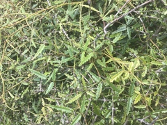 Rubus schmidelioides schmidelioides