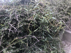 Rubus schmidelioides schmidelioides